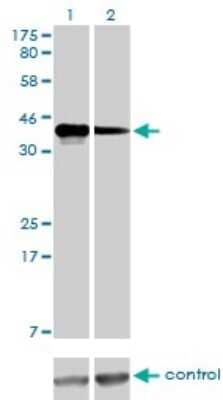 Western Blot: CCNK Antibody (3B7-1B9) [H00008812-M01]