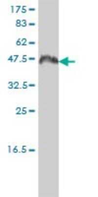 Western Blot: CCNK Antibody (3B7-1B9) [H00008812-M01]