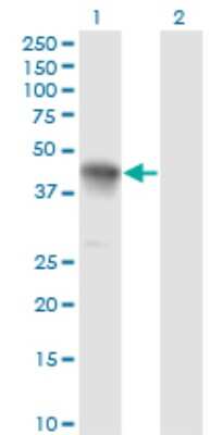 Western Blot: CCNK Antibody (S1) [H00008812-M03]