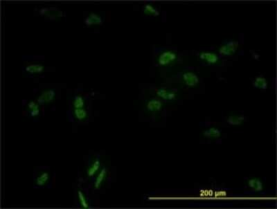 Immunocytochemistry/ Immunofluorescence: CCNL1 Antibody (1F7-1C5) [H00057018-M01]