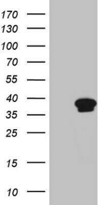 Western Blot: CCNY Antibody (OTI12F10)Azide and BSA Free [NBP2-72462]