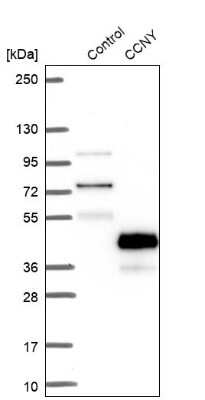 Western Blot: CCNY Antibody [NBP1-88542]