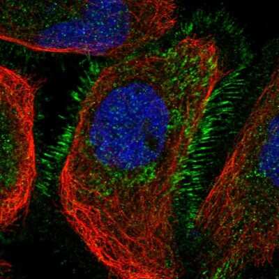 Immunocytochemistry/ Immunofluorescence: CCNYL1 Antibody [NBP1-91769]