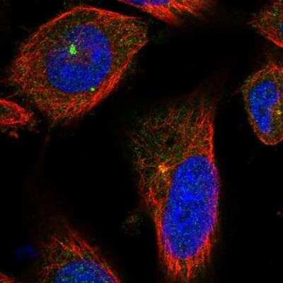 Immunocytochemistry/ Immunofluorescence: CCP110 Antibody [NBP2-13073]