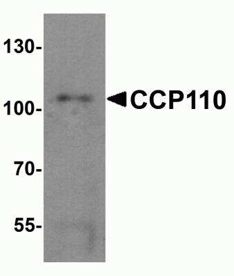 Western Blot: CCP110 AntibodyBSA Free [NBP2-81976]