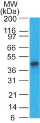 Western Blot: CCR1 Antibody [NB100-56334]