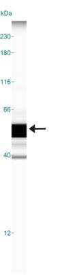 Simple Western: CCR10/GPR2 Antibody [NB100-56319]