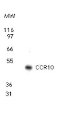 Western Blot: CCR10/GPR2 Antibody [NB100-56319]