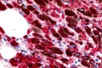 Immunohistochemistry-Paraffin: CCR11 Antibody - BSA Free [NLS1441]