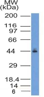 Western Blot: CCR2 Antibody (2D8)Azide and BSA Free [NBP2-80622]