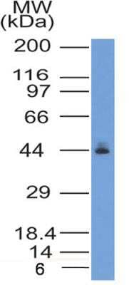 Western Blot: CCR2 Antibody (2D8)BSA Free [NBP2-35333]