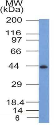 Western Blot: CCR2 Antibody (3G7)Azide and BSA Free [NBP2-80623]