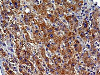 Immunohistochemistry-Paraffin: CCR2 Antibody (3G7) - BSA Free [NBP2-35334]