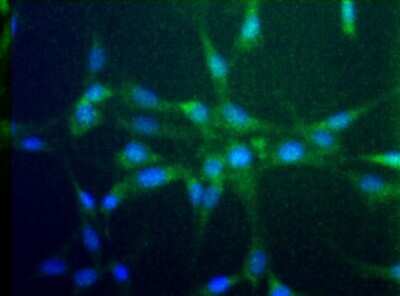 Immunocytochemistry/ Immunofluorescence: CCR2 Antibody - BSA Free [NBP1-48338]