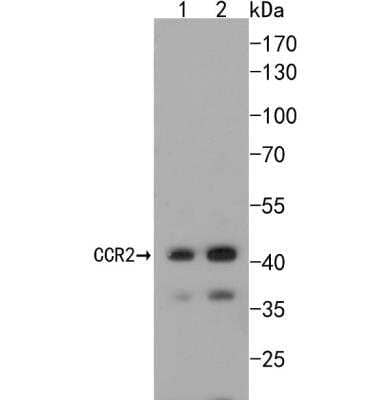 Western Blot: CCR2 Antibody (SN707) [NBP2-67700]