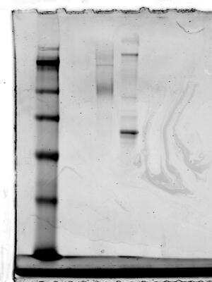 Western Blot: CCR2 AntibodyBSA Free [NBP1-48337]
