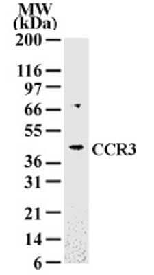 Western Blot: CCR3 Antibody [NB100-56335]