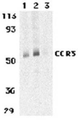 Western Blot: CCR3 AntibodyBSA Free [NBP1-77065]