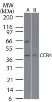 Western Blot: CCR4 Antibody [NB100-56336]