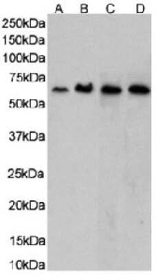 Western Blot: CCR5 Antibody (RC-10)ChimericAzide and BSA Free [NBP3-12000]