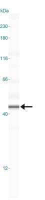 Simple Western: CCR5 Antibody [NB100-56337]
