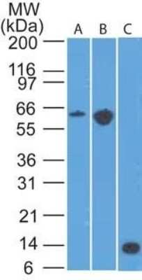 Western Blot: CCR6 Antibody (18B9E6)Azide Free [NBP2-25224]