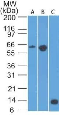 Western Blot: CCR6 Antibody (18B9E6)BSA Free [NBP2-25220]