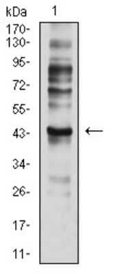 Western Blot: CCR7 Antibody (4B7B8)BSA Free [NBP2-61680]