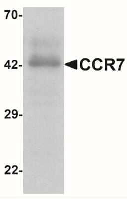 Western Blot: CCR7 AntibodyBSA Free [NBP2-41251]