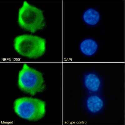 Immunocytochemistry/ Immunofluorescence: CCR9 Antibody (9B1) - Chimeric - Azide and BSA Free [NBP3-12001]