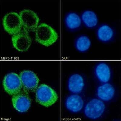 Immunocytochemistry/ Immunofluorescence: CCRL2/CRAM-A/B Antibody (BZ2E3) - Chimeric - Azide and BSA Free [NBP3-11982]