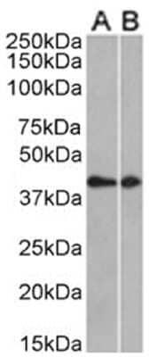 Western Blot: CCRL2/CRAM-A/B Antibody (BZ5B8)ChimericAzide and BSA Free [NBP3-11970]