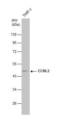 Western Blot: CCRL2/CRAM-A/B Antibody [NBP2-15769]