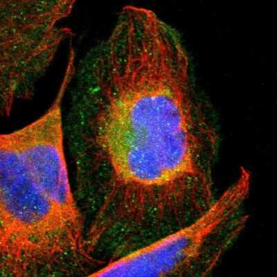 Immunocytochemistry/ Immunofluorescence: CCT3 Antibody [NBP1-86562]