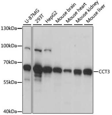 Western Blot: CCT3 AntibodyBSA Free [NBP2-92903]