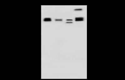 Western Blot: CCT3 Antibody [NBP2-99266]