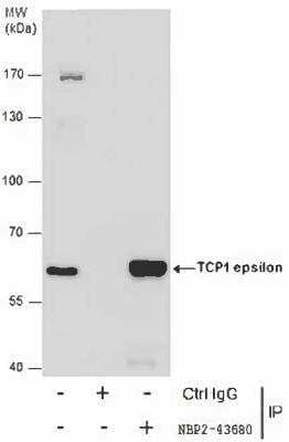 Immunoprecipitation: CCT5 Antibody (639) [NBP2-43680]