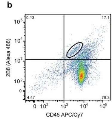 Flow Cytometry: CD117/c-kit Antibody (2B8) - Azide and BSA Free [NBP2-80624]