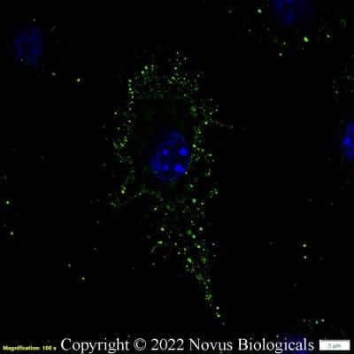 Immunocytochemistry/ Immunofluorescence: CD11b Antibody - BSA Free [NB110-89474]