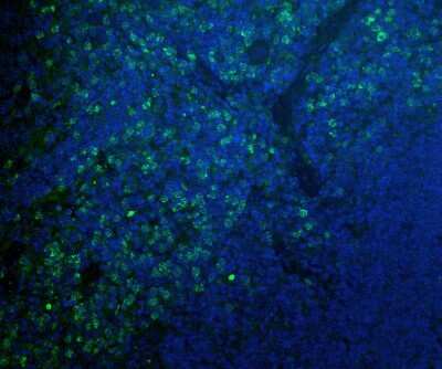Immunohistochemistry-Frozen: CD11b Antibody - BSA Free [NB110-89474]