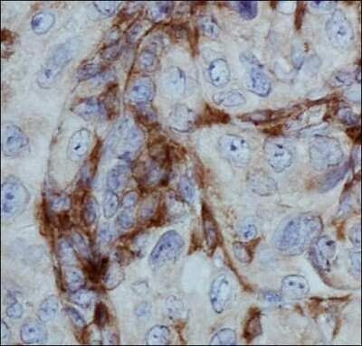 Immunohistochemistry: CD11b Antibody - BSA Free [NB110-89474]