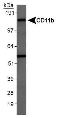 Western Blot: CD11b AntibodyBSA Free [NB110-89474]