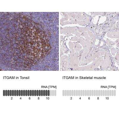 Immunohistochemistry-Paraffin: CD11b Antibody (CL1719) [NBP2-34490]