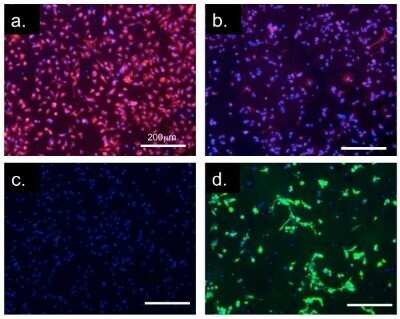 Immunocytochemistry/ Immunofluorescence: CD11b Antibody (M1/70.15) - Azide and BSA Free [NBP2-80626]