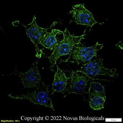 Immunocytochemistry/ Immunofluorescence: CD11b Antibody (M1/70.15) - BSA Free [NB600-1327]