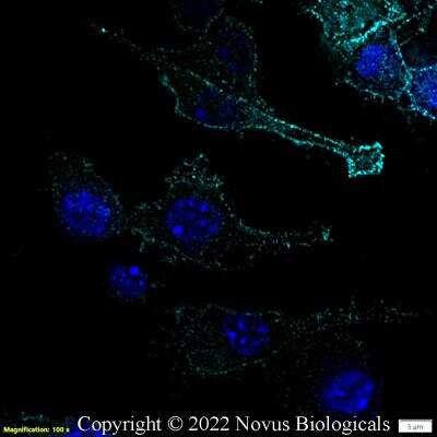 Immunocytochemistry/ Immunofluorescence: CD11b Antibody (M1/70.15) - BSA Free [NB600-1327]
