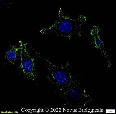 Immunocytochemistry/ Immunofluorescence: CD11b Antibody (M1/70.15) - BSA Free [NB600-1327]