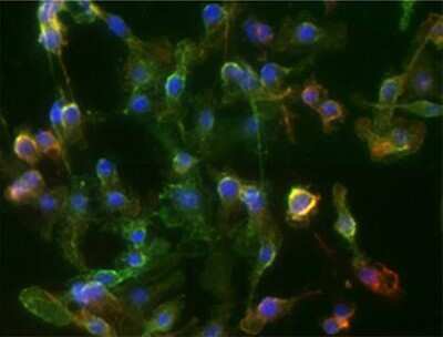 Immunocytochemistry/ Immunofluorescence: CD11b Antibody (M1/70.15) - BSA Free [NB600-1327]