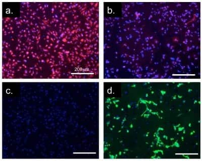 Immunocytochemistry/ Immunofluorescence: CD11b Antibody (M1/70.15) - BSA Free [NB600-1327]