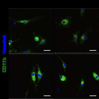 Immunocytochemistry/ Immunofluorescence: CD11b Antibody (M1/70.15) - BSA Free [NB600-1327]